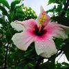 jasmine_13608